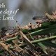 The Day of the LORD